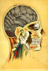 Tavola anatomica, la testa 1905