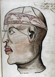 Anatomia XVI secolo: sezione del cervello, per lo studio della localizzazione delle diverse funzioni cerebrali e degli organi della testa che vi sono collegati