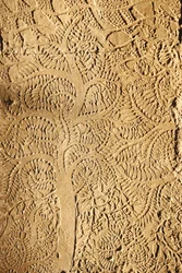 Angkor Wat, dettaglio scolpito sul muro, albero