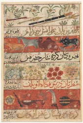 Animali, Pietre Preziose, Monete e Strumenti Musicali recto, Animali, Uccelli e Piante verso