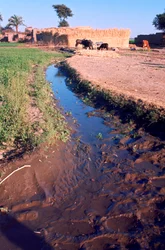Animali che pascolano accanto a un canale di irrigazione o drenaggio, Egitto, 20° secolo