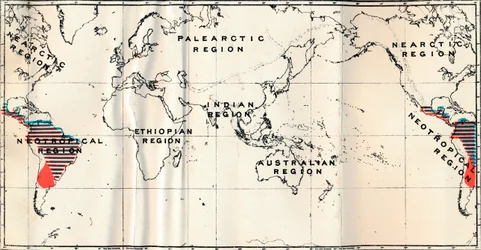 Anthropoidea - V. Mappa della distribuzione delle famiglie Hapalidae Rosso, e Cebidae Blu, 1897