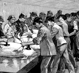 Macello di maiali della Armour Company, Chicago, Illinois, USA, 1892