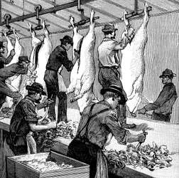 Macello di maiali della Armour Company, Chicago, Illinois, USA, 1892