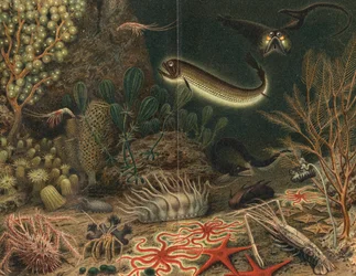 Impressione artistica di una scena in mare profondo con pesci luminosi, 1903