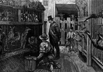 A Jamrachs, Londra, 1887