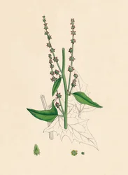 Atriplex Smithii. Orache di Smith, 19° secolo