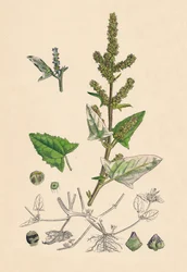 Atriplex deltoidea. Orache a foglia triangolare, XIX secolo