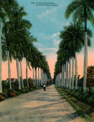 Viale di palme reali, Cuba, c1920