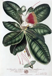 Barringtonia