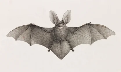 Varietà dalle orecchie di pipistrello, pipistrelli in Egitto