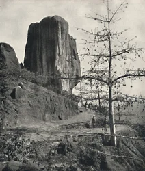 Baumwollbaum Bombax malabaricum con semi maturi, 1926