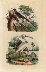 Nettarinia splendida, Cinnyris pulchella, e spatola comune, Platalea leucorodia