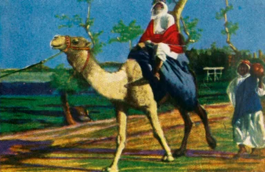 Beduino a cavallo di un cammello, Egitto