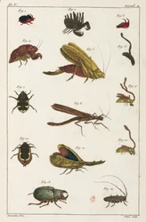 Coleotteri e altri insetti, Sud America