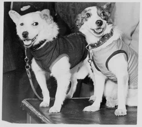 Belka e Strelka, cani cosmonauti russi, 1960