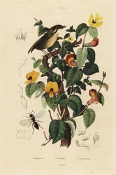 Gnatcatcher dalle guance nere, pisello dolce e vespa Inostemma boscii