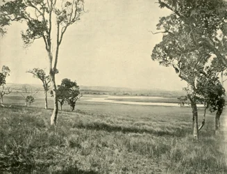 Laguna del Cigno Nero, vicino a Warwick, Queensland, 1901