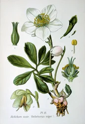 Elleboro nero, 1893