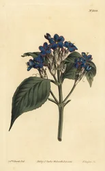 Salvia blu, Eranthemum pulchellum (Justicia nervosa a fiori blu)