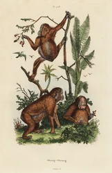 Oranghi del Borneo, Pongo pygmaeus