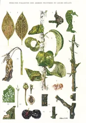 Tavola botanica / Parassiti degli alberi da frutto