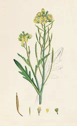 Brassica tenuifolia. Rucola selvatica, XIX secolo