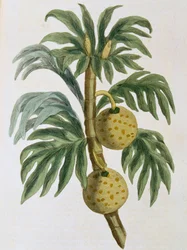Artocarpus incisus, 1823