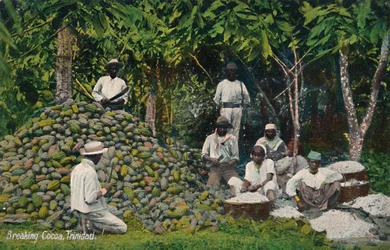 Rompere il cacao, Trinidad, inizio XX secolo