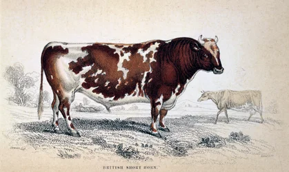 British Short Horn, 1839