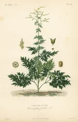 Cimicifuga o cohosh, Actaea cimicifuga, Cimicifuga foetida, Cimicaire fetide