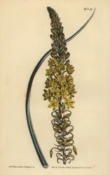 Bulbine asphodeloides (Anterico a foglie glaucescenti)