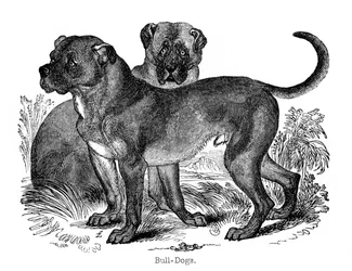 Bulldog