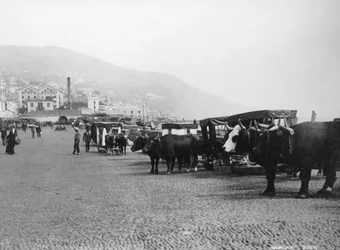 Carri trainati da buoi, Madeira, Portogallo, c1920-c1930