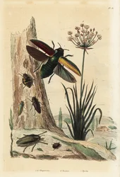 Coleotteri Buprestis, giunco fiorito, Butomus umbellatus, e coleottero pillola, Byrrhus pilula