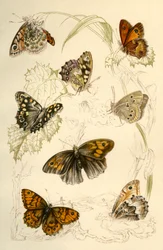 Farfalle, XIX secolo