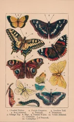 Farfalle, XIX secolo