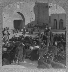 Acquisto di capre alla Porta di Damasco, Gerusalemme, c1900