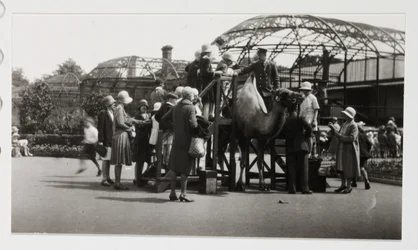 Giro in cammello, c 1930