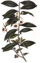 Camellia sinensis - pianta del tè, 1823