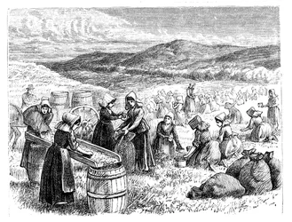 Donne di Cape Cod che raccolgono e selezionano mirtilli rossi, 1875