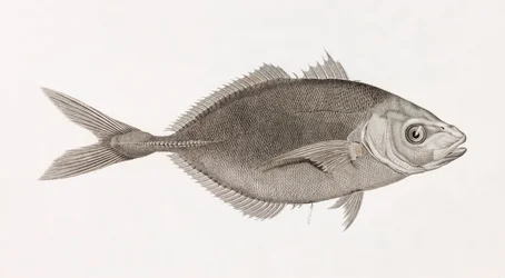 Caranx Lune, primo piano