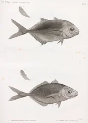Caranx Sauteur e Caranx Lune