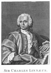 Carolus Linnaeus, naturalista svedese del XVIII secolo