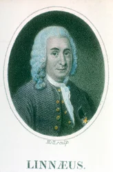 Carolus Linnaeus, naturalista svedese del 18° secolo, inizio 19° secolo