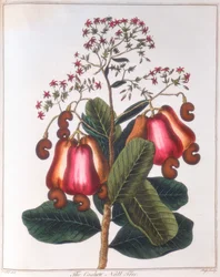 Anacardio - Anacardium occidentale, c1798