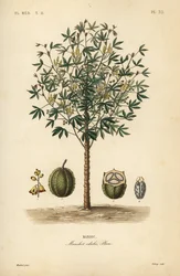 Manioca, yuca o pianta di manioca, Manihot esculenta, Manihot edulis, Manioc