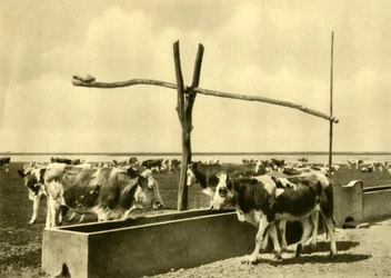 Bovini che bevono a un abbeveratoio, Burgenland, Austria, c1935