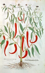 Pianta di pepe di Cayenna Capsicum, XVI secolo
