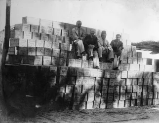 Produzione di cocco, India, XX secolo